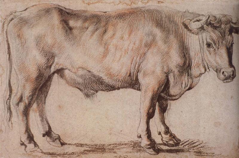 Peter Paul Rubens Bull oil painting image
